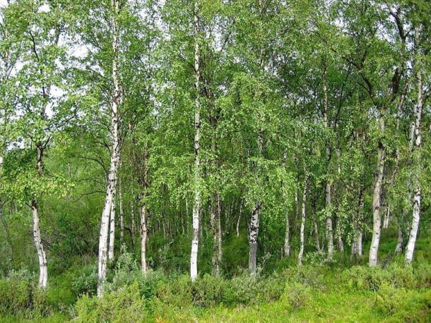 Breza previsnutá (Betula pendula)
