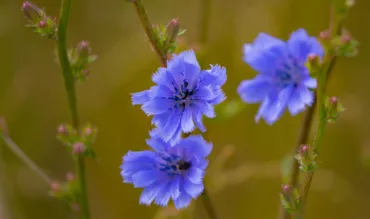 Čakanka obyčajná (Cichorium intybus)