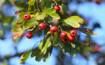 Hloh obyčajný (Crataegus monogyna)