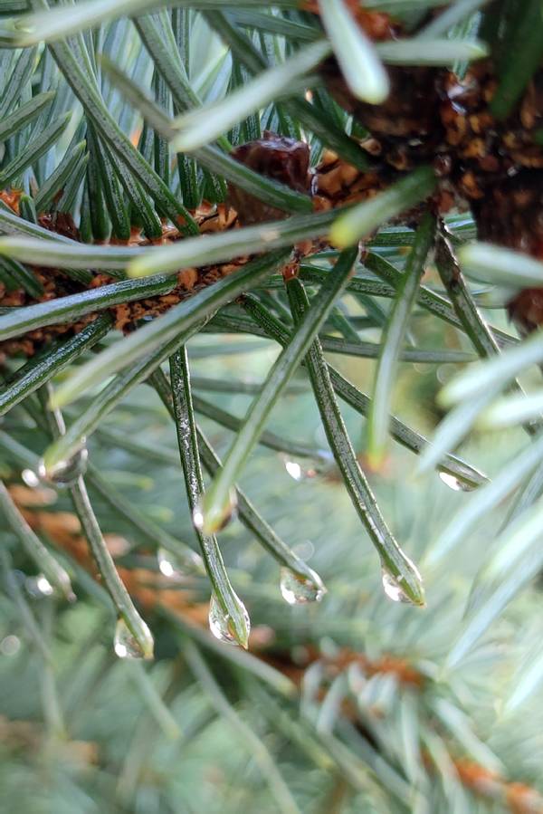 Jedľa biela (Abies alba)