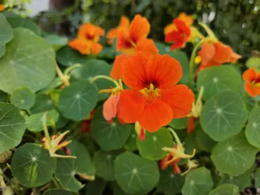 Kapucínka väčšia (Tropaeolum majus)