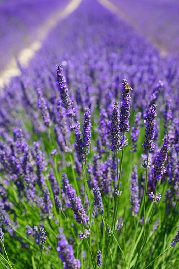Levanduľa pravá (Lavandula angustifolia)