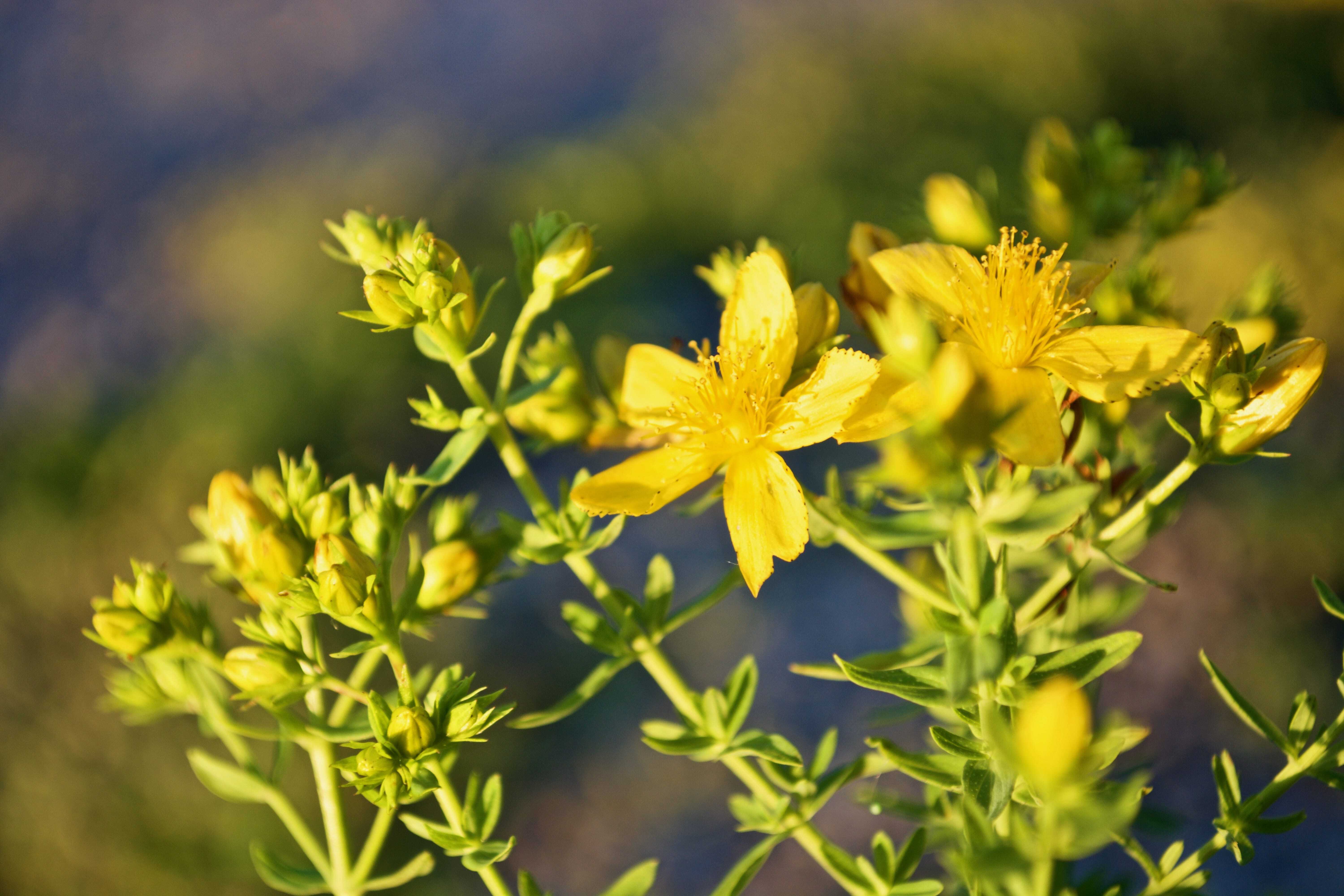 Ľubovník bodkovaný (Hypericum perforatum)