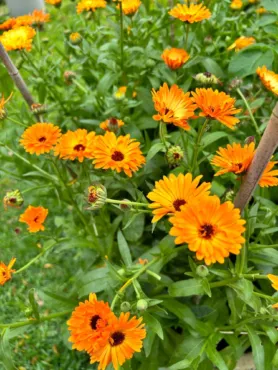 Nechtík lekársky (calendula officinalis)