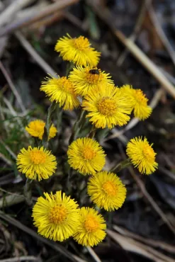 Podbeľ liečivý (tussilago farfara)