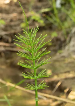 Praslička roľná (Equisetum arvense)