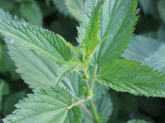 Pŕhľava dvojdomá (urtica dioica)