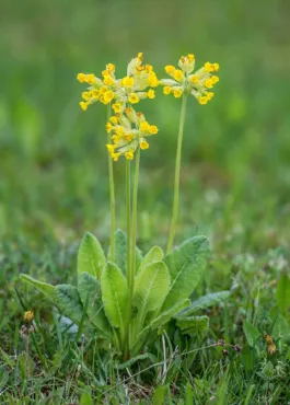 Prvosienka jarná (Primula veris)