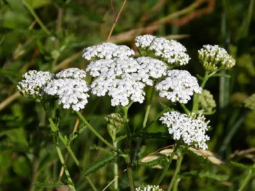 Rebríček obyčajný (Achillea millefolium)