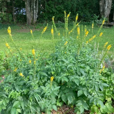 Repík lekársky (Agrimonia eupatoria)