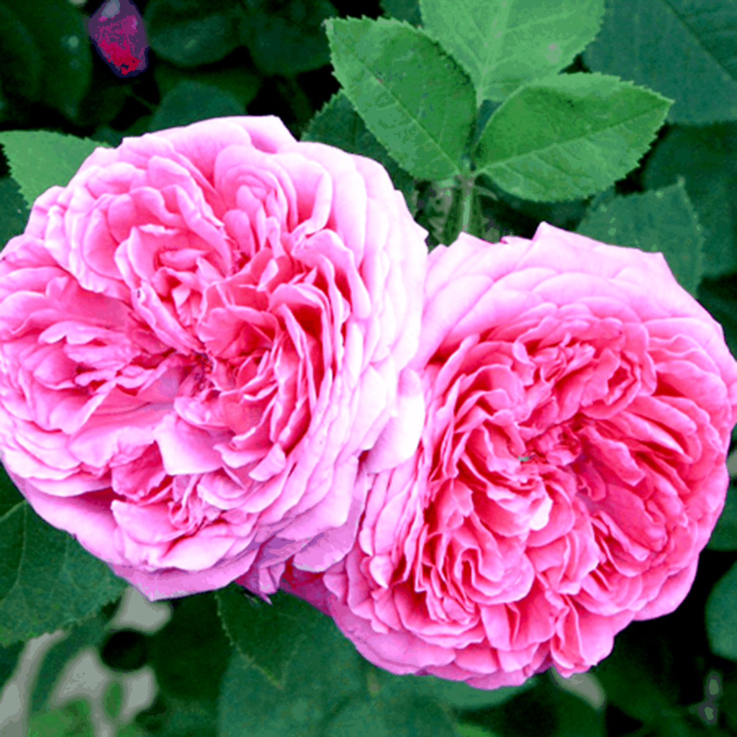 Ruža damascénska (rosa damascena)