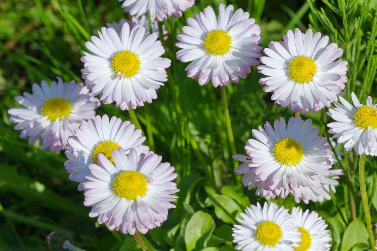 Sedmokráska obyčajná (bellis perenis)