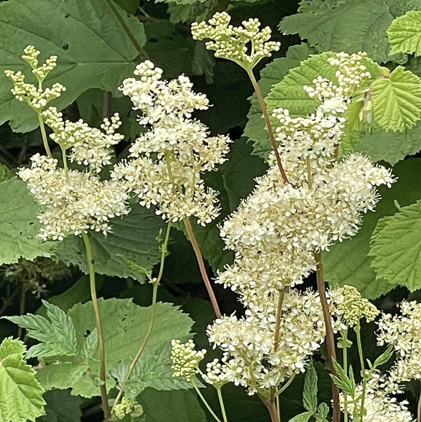 Túžobník brestový (Filipendula ulmaria)