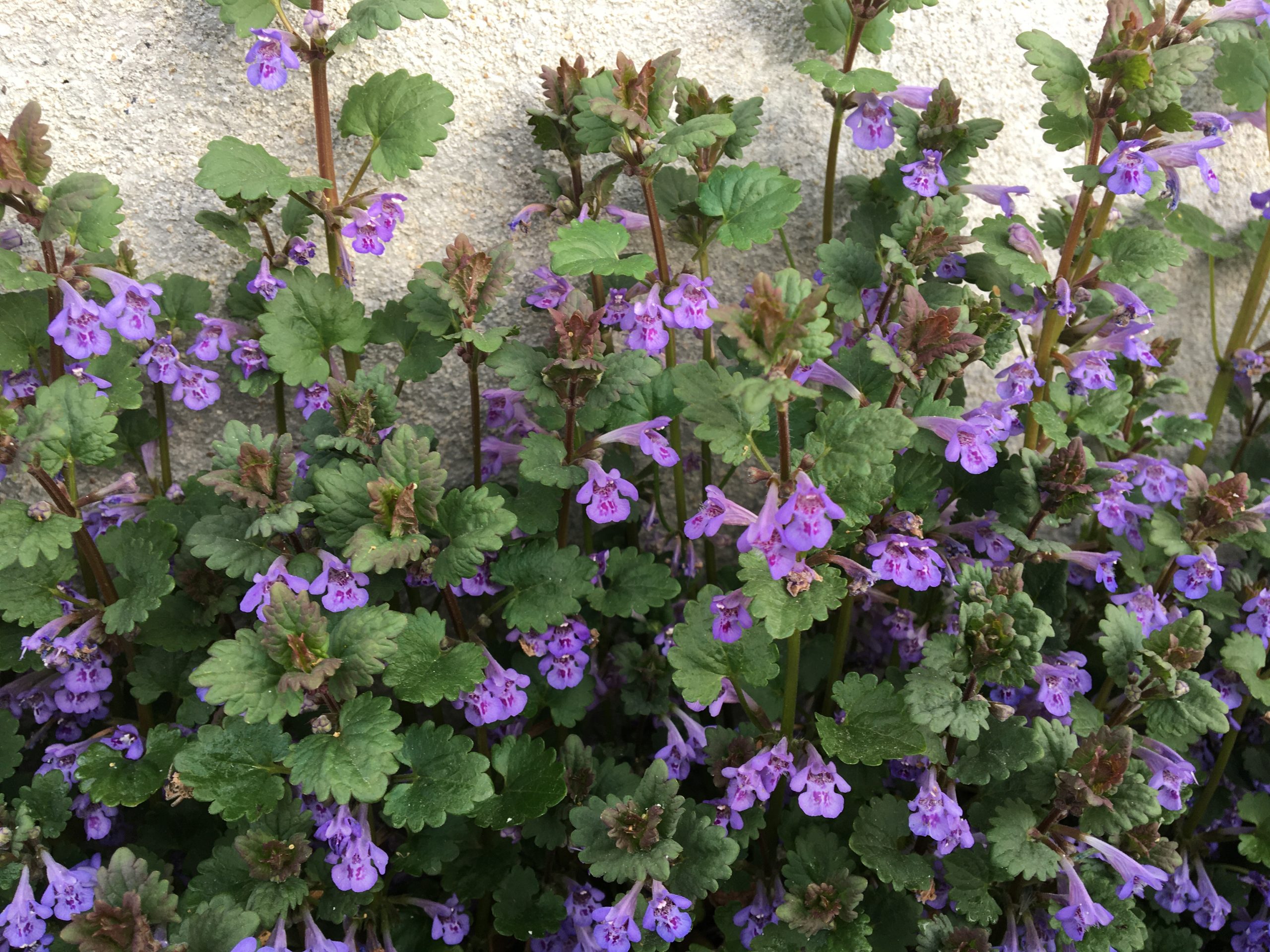 Zádušník brečtanovitý (Glechoma hederacea)
