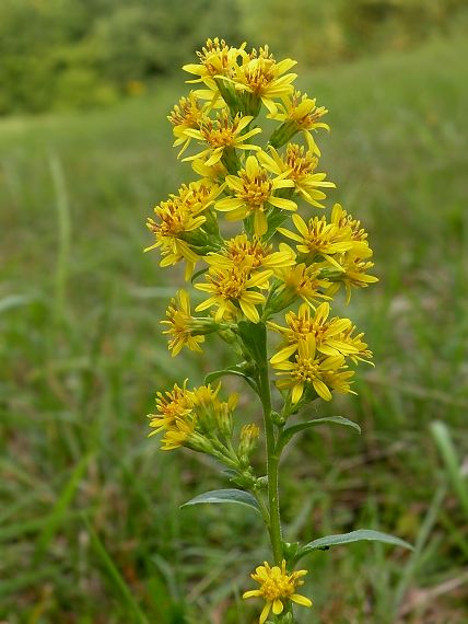 Zlatobyľ obyčajná (Solidago virgaurea)