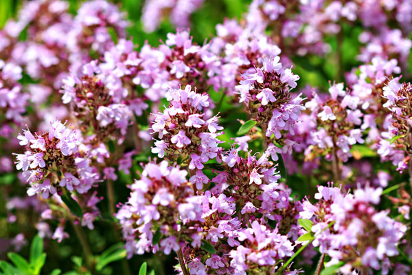 Materina dúška (Thymus serpyllum)