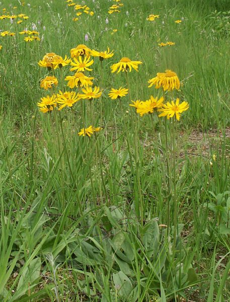 Arnika horská (Arnica montana)