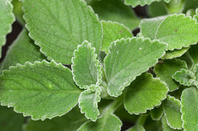 Africká žihľava (Coleus forskohlii synonymum: Plectranthus barbatus)