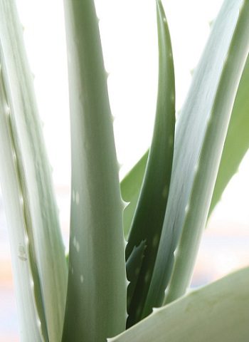 Aloe vera (Aloe barbadensis Miller)