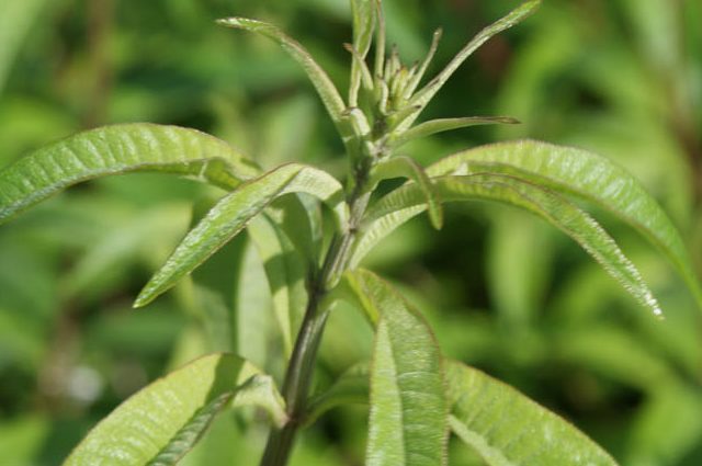 Aloisia citrónová (Aloysia citrodora)