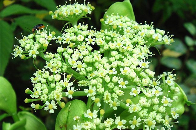 Angelika čínska (Angelica sinensis)