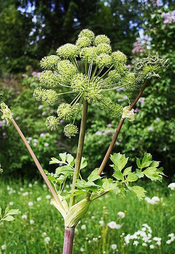 Angelika lekárska (Angelica archangelica)
