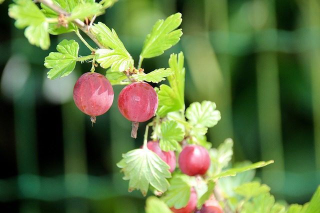 Egreš obyčajný (Ribes uva‑crispa)
