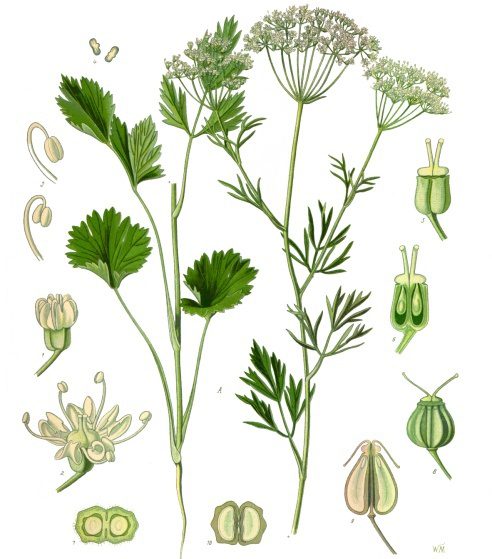 Anýz vonný (Pimpinella anisum)