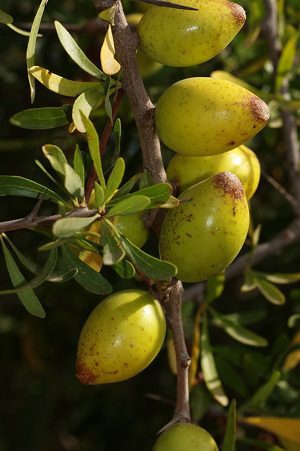 Argánia trnitá (Argania spinosa)
