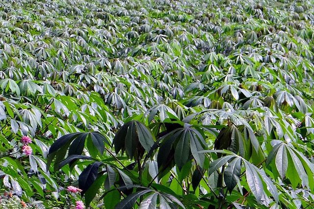Arrowroot - Tapioka (Maranta arundinacea)