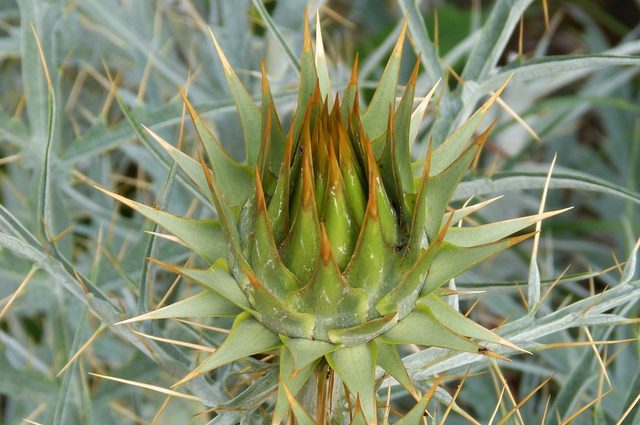 Artyčok zeleninový (Cynara scolymus)