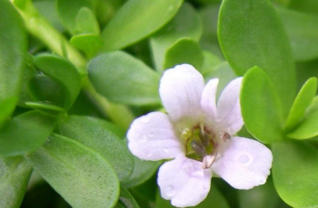 Bakopa drobnolistá (Bacopa monnieri)