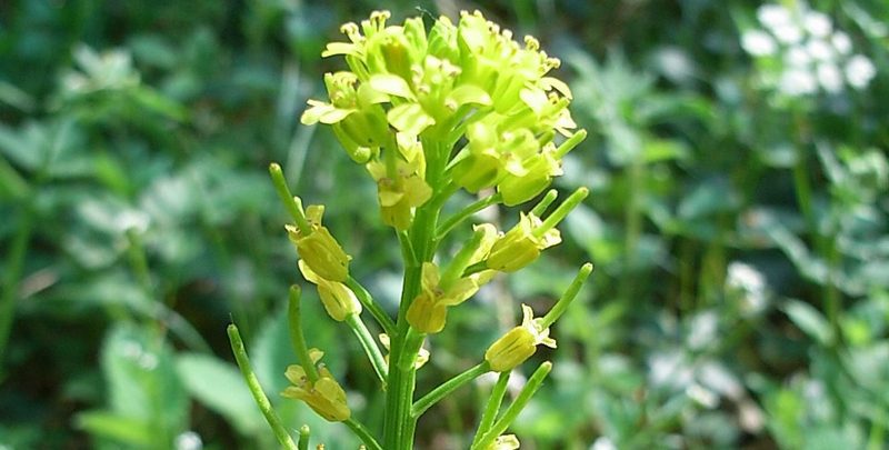 Barborka obecná (Barbarea vulgaris)