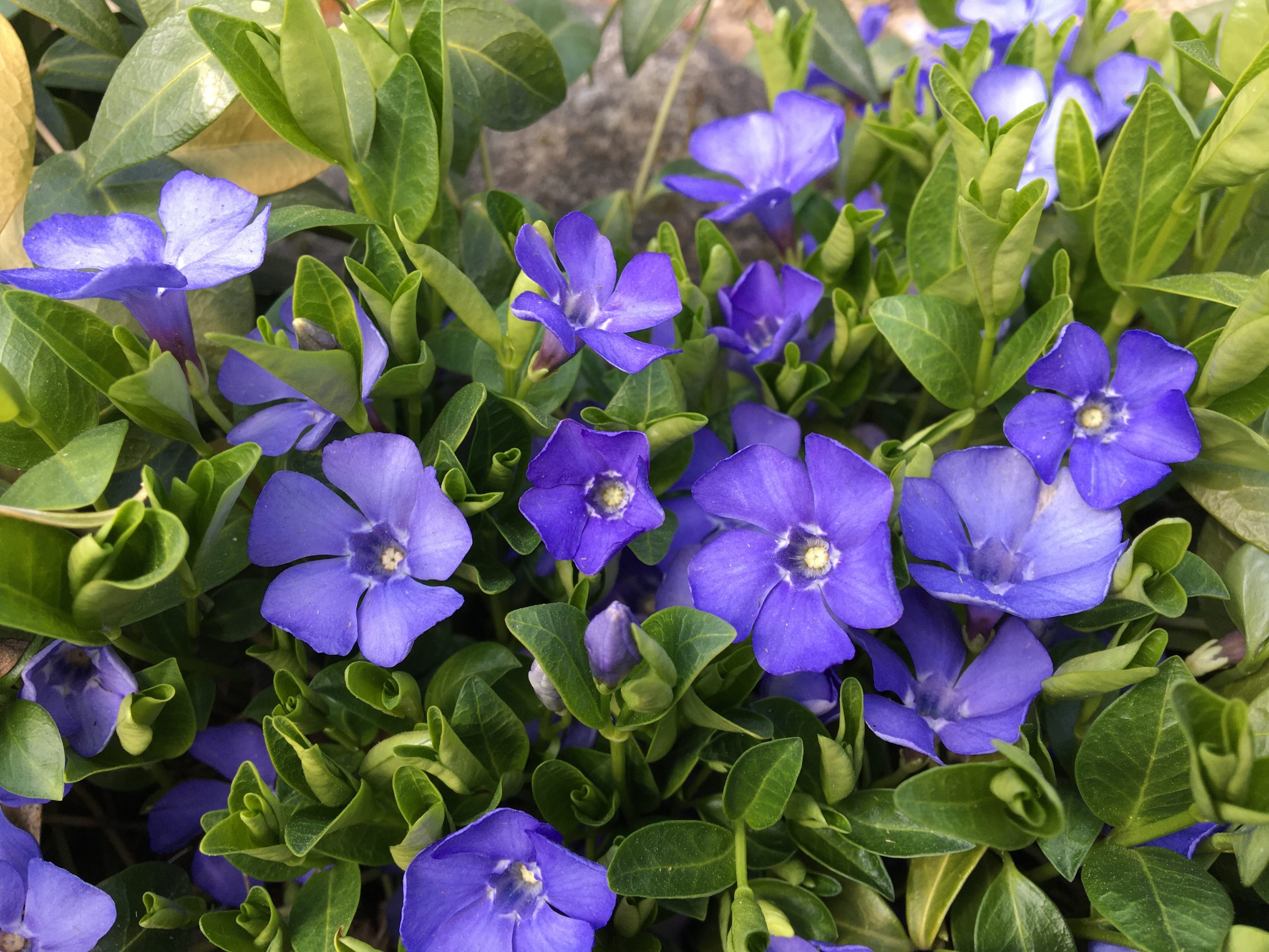 Zimozeleň menšia (Vinca minor)