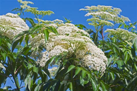 Baza čierna (Sambucus nigra)