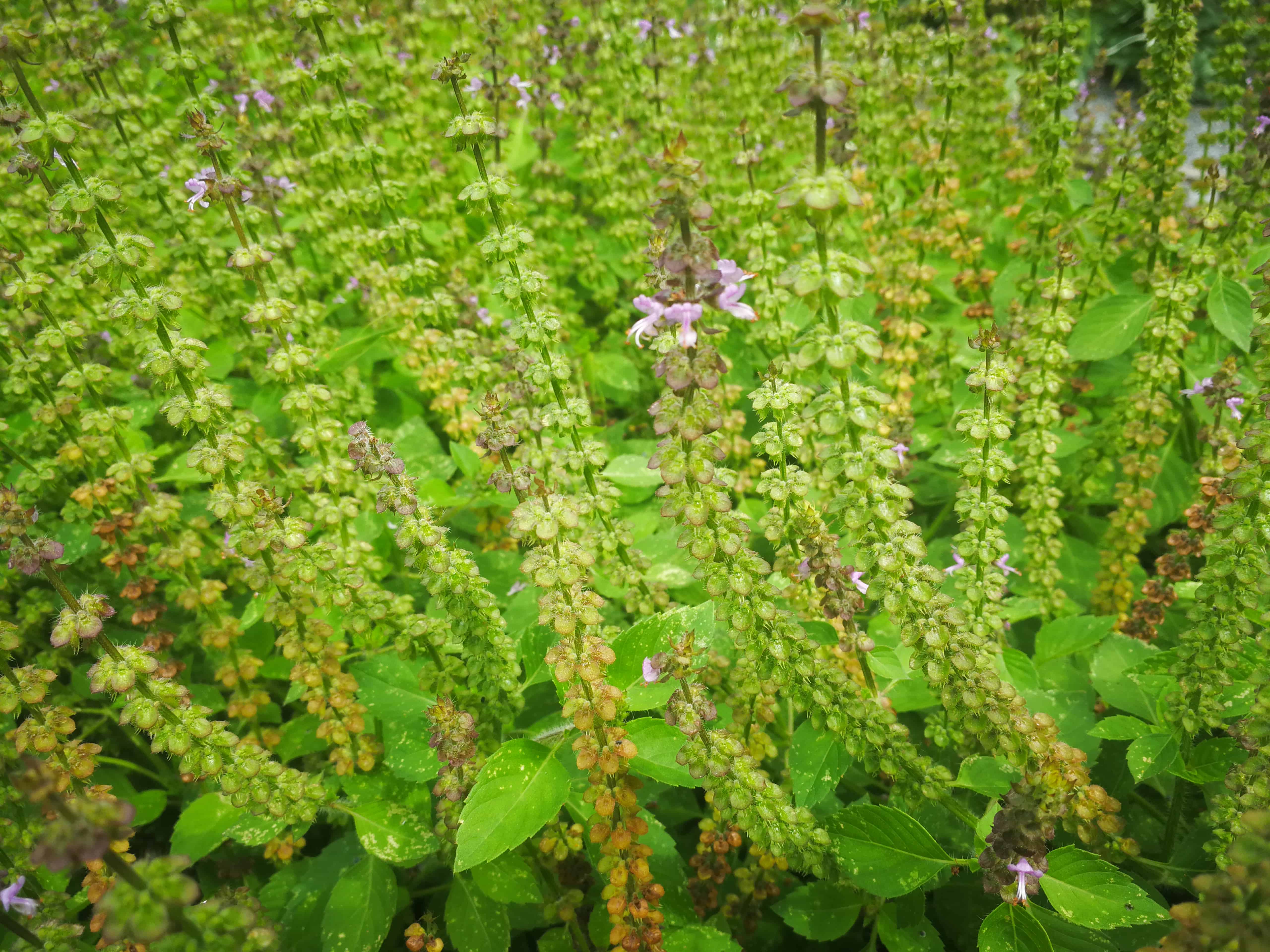 Bazalka posvátná (Ocimum tenuiflorum)