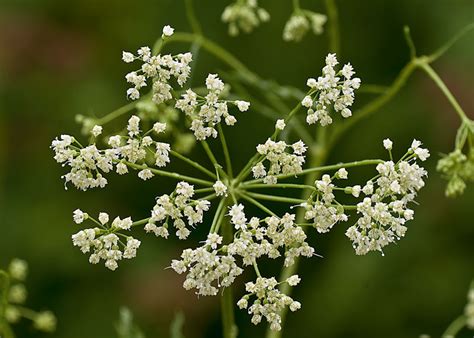 Aníz obyčajný (Pimpinella anisum)