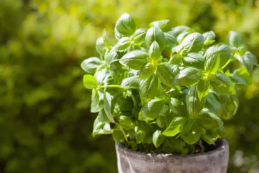 Bazalka pravá (Ocimum basilicum)