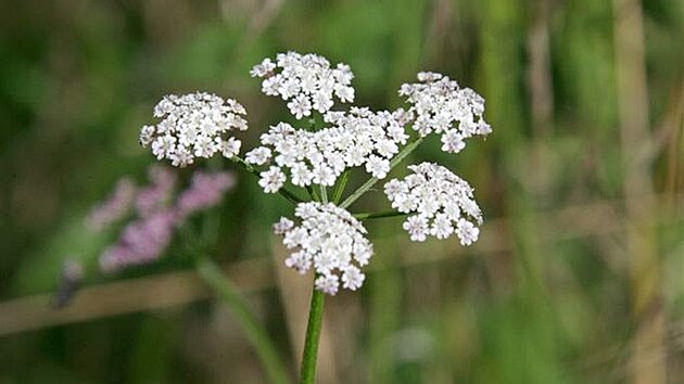 Bedrník obecný (Pimpinella saxifraga)
