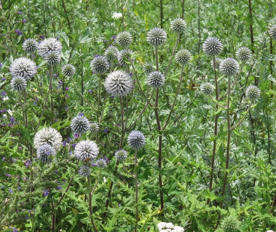 Bôľhoj guľatohlavý - Bělotrn kulatohlavý (Echinops sphaerocephalus)