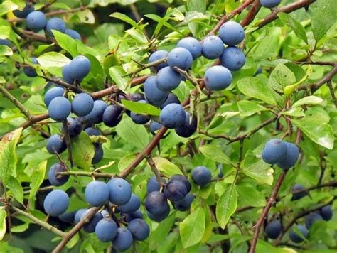 Slivka trnková - Trnka obecná (Prunus spinosa)