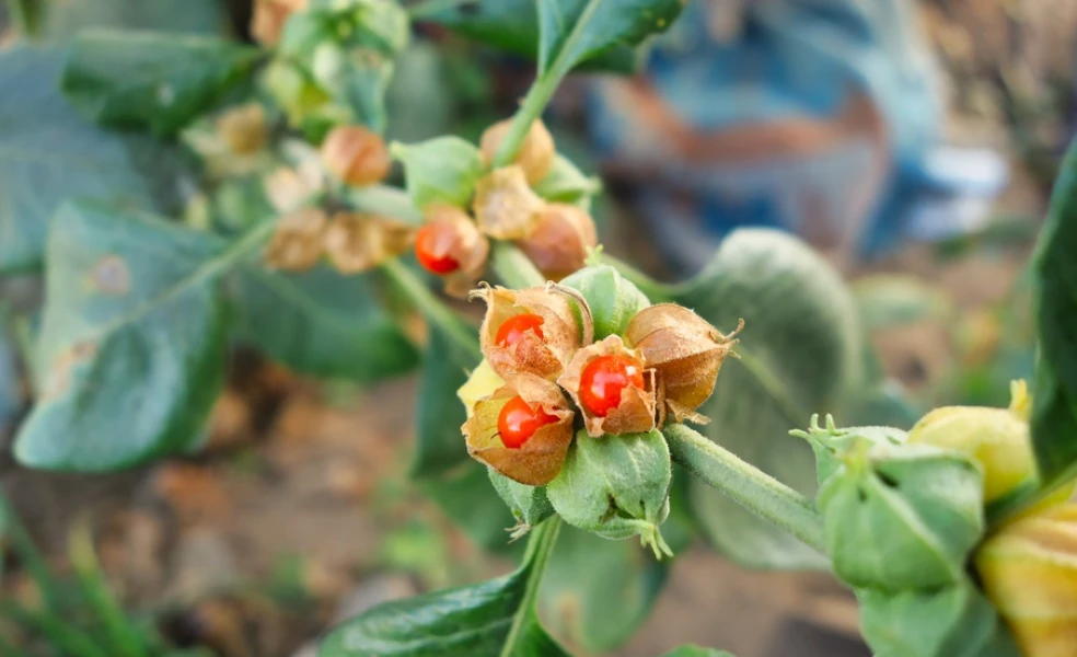Ašvaganda (Withania somnifera)