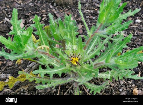 Blahovičník benediktínsky / Blessed thistle (Cnicus benedictus)