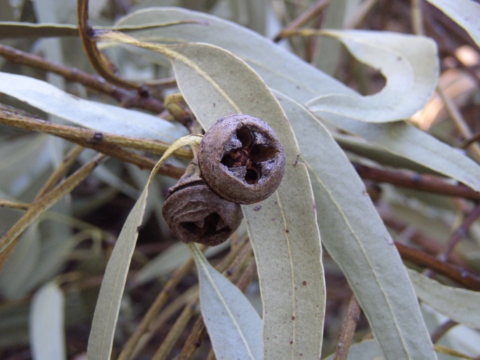 Blahovičník kulatoplodý (Eucalyptus globulus)