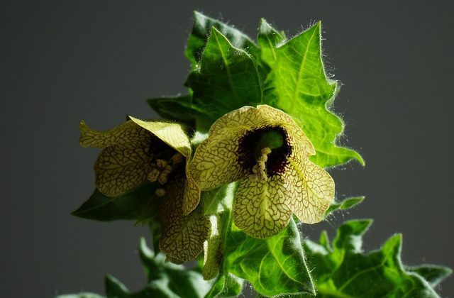 Blen čierny (Hyoscyamus niger)