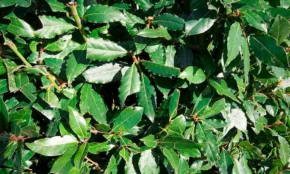 Bobkový list (Laurus nobilis)