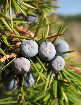 Borievka obyčajná - Jalovec obecný (Juniperus communis)