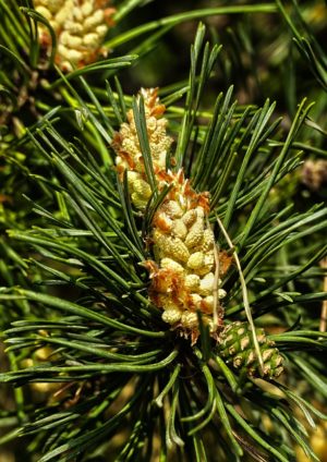 Borovica lesná (Pinus sylvestris)