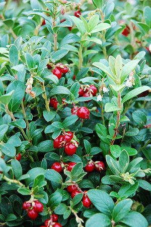 Brusnice - brusinka (Vaccinium vitis-idaea)