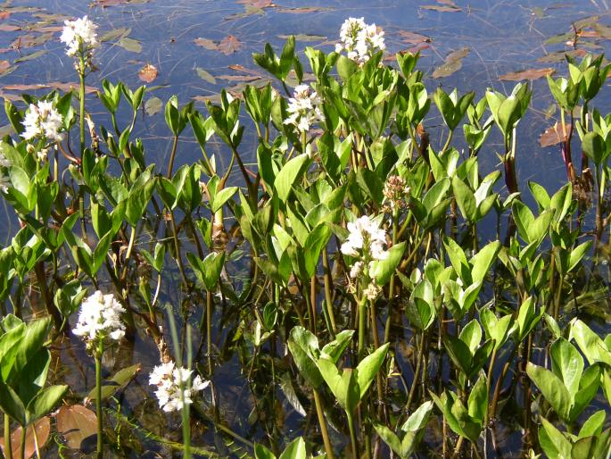 Vachta trojlistá (Menyanthes trifoliata)